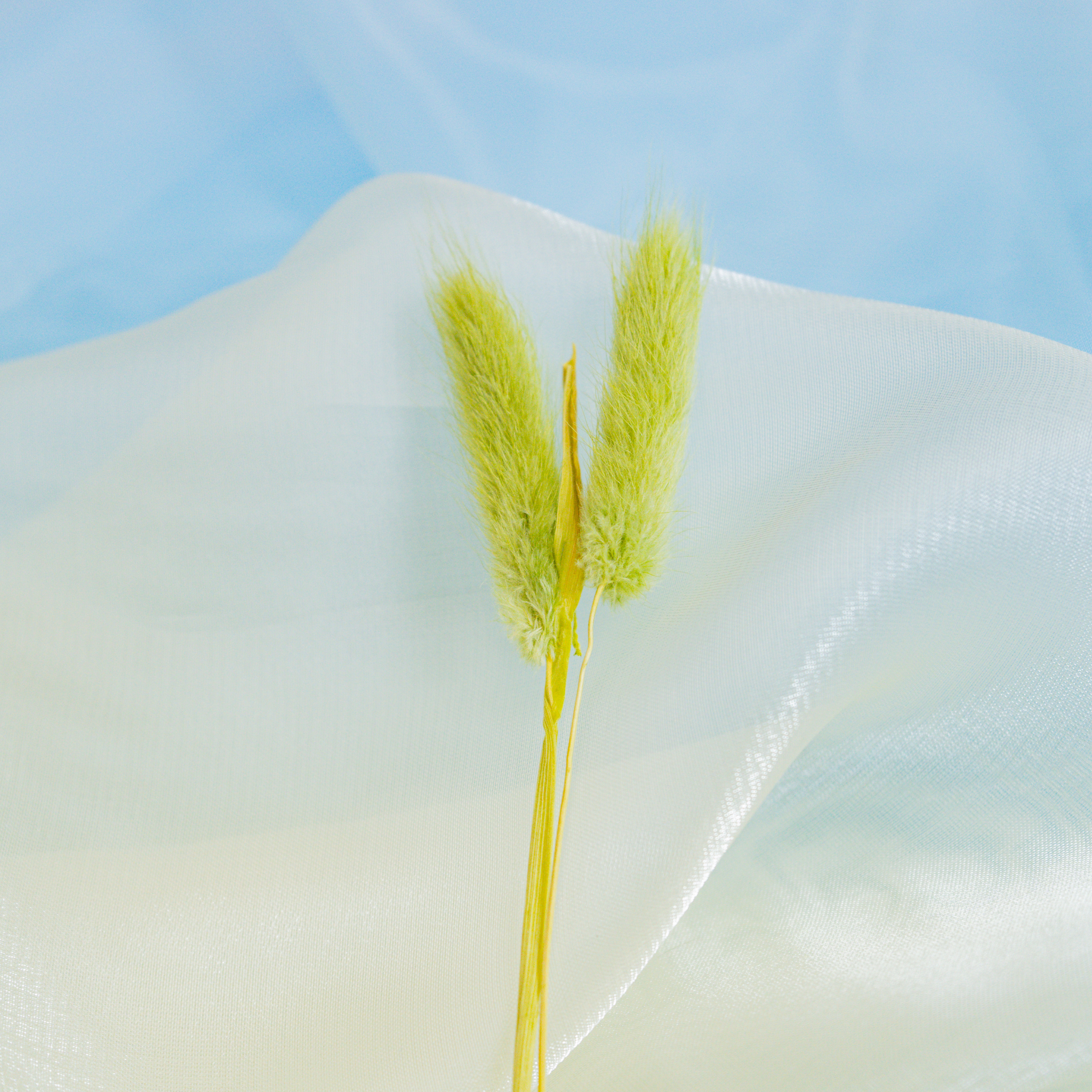 Usagi Tail Grass