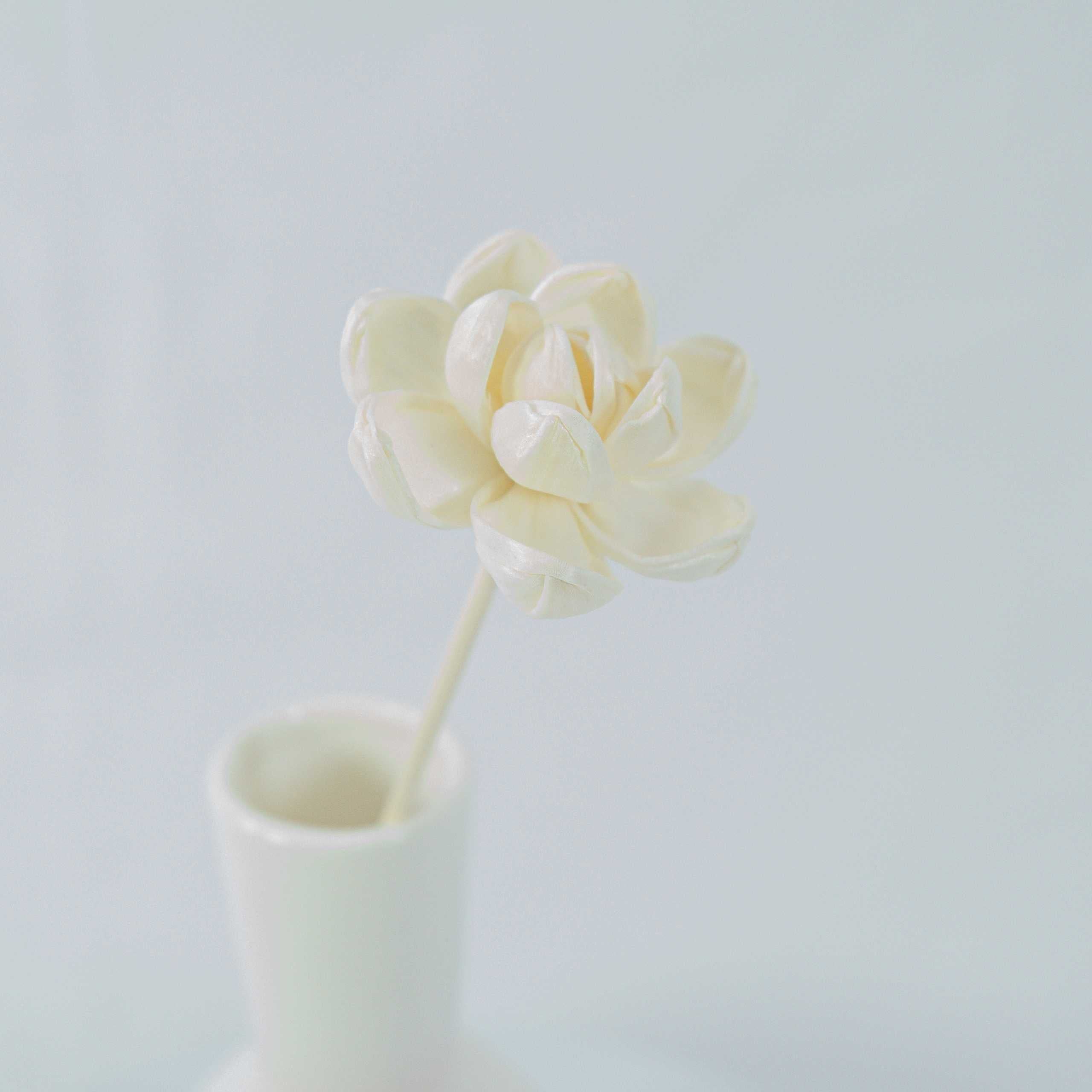 Serene Bloom Collection