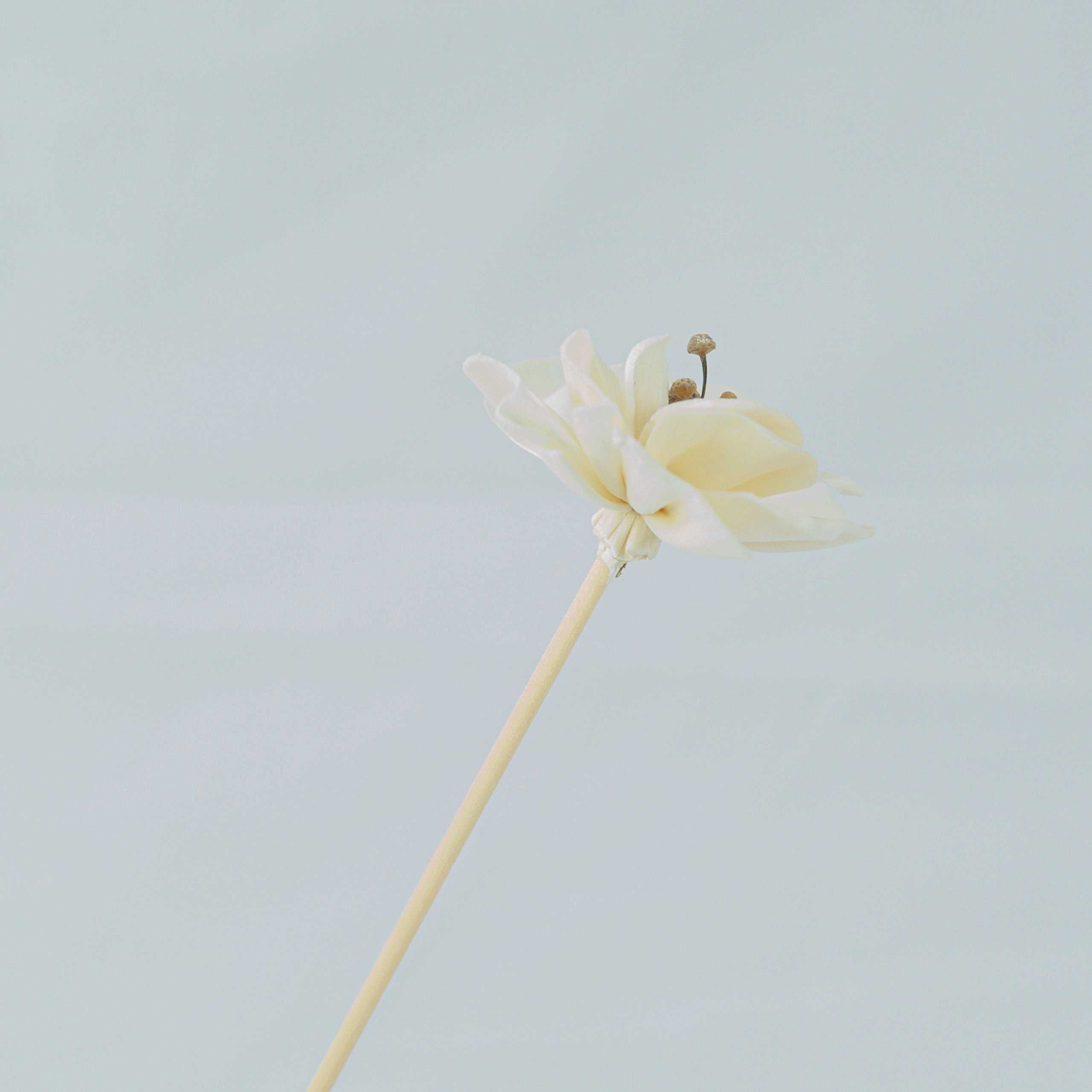 Serene Bloom Collection